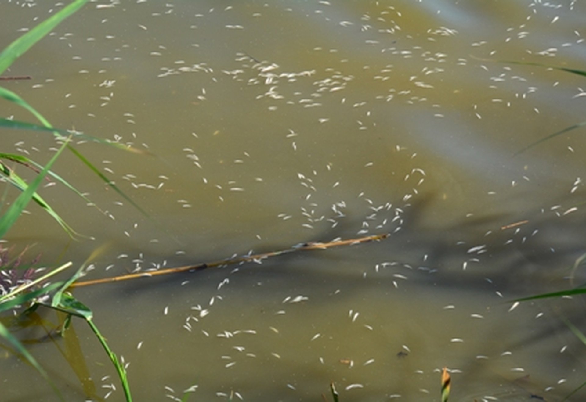 Kleine Fischlarven schwimmen im trüben Wasser zwischen einigen Wasserpflanzen.