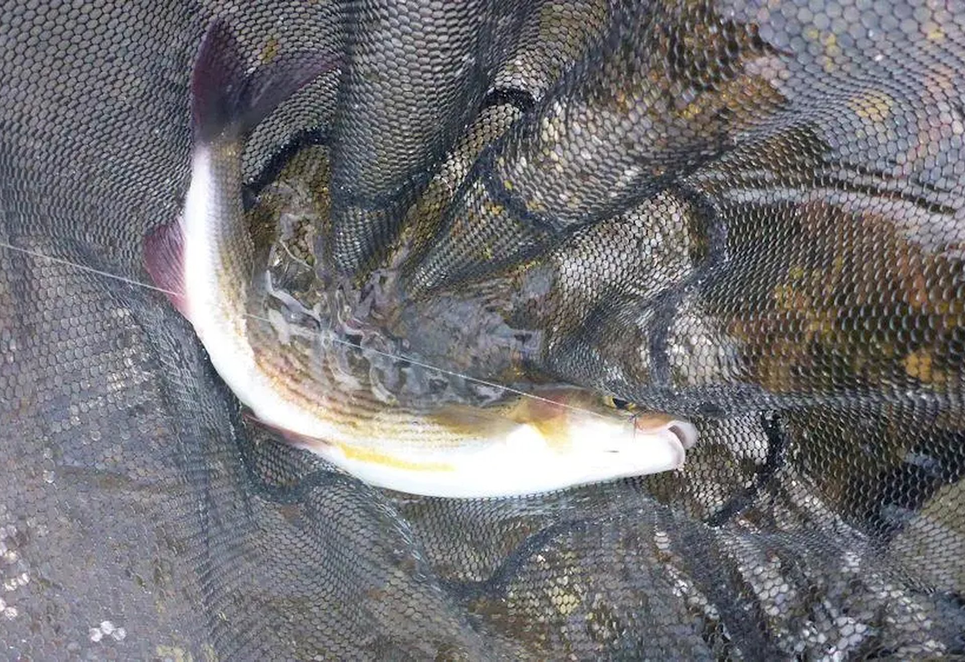 Ein Fisch liegt in einem schwarzen Fangnetz.