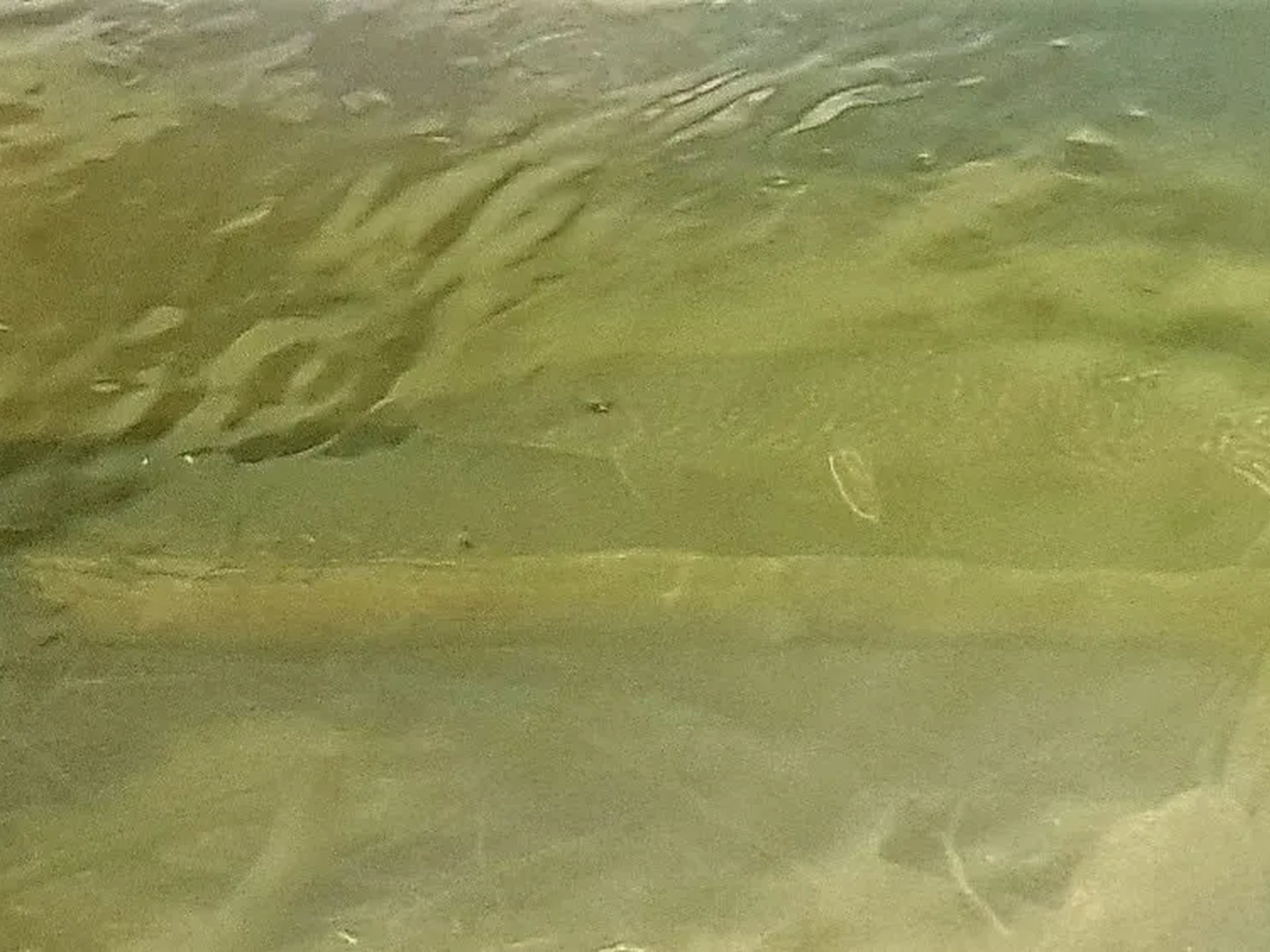 Ein Hecht schwimmt knapp unter der Wasseroberfläche.