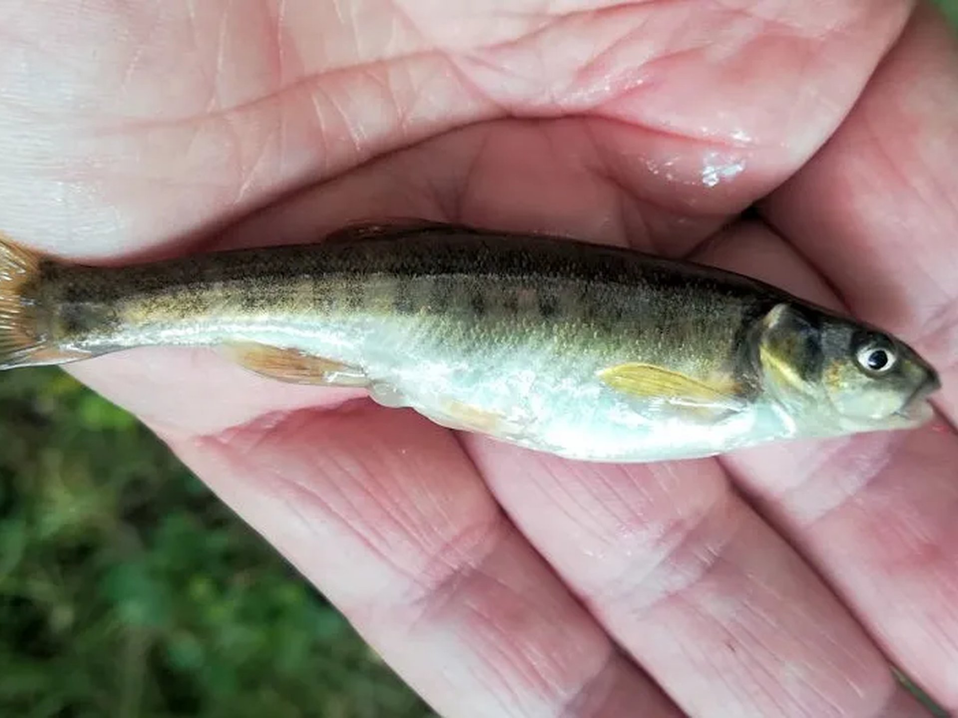 Eine kleine, silberne Fisch liegt auf einer geöffneten Hand.