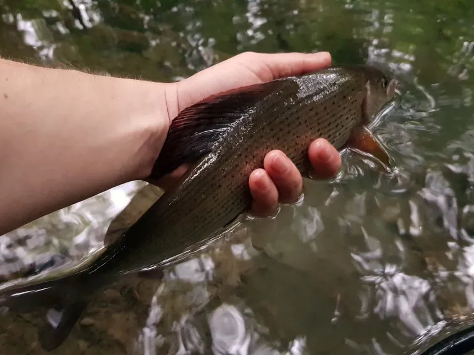Eine Hand hält einen Fisch leicht über der Wasseroberfläche eines klaren Bachs.