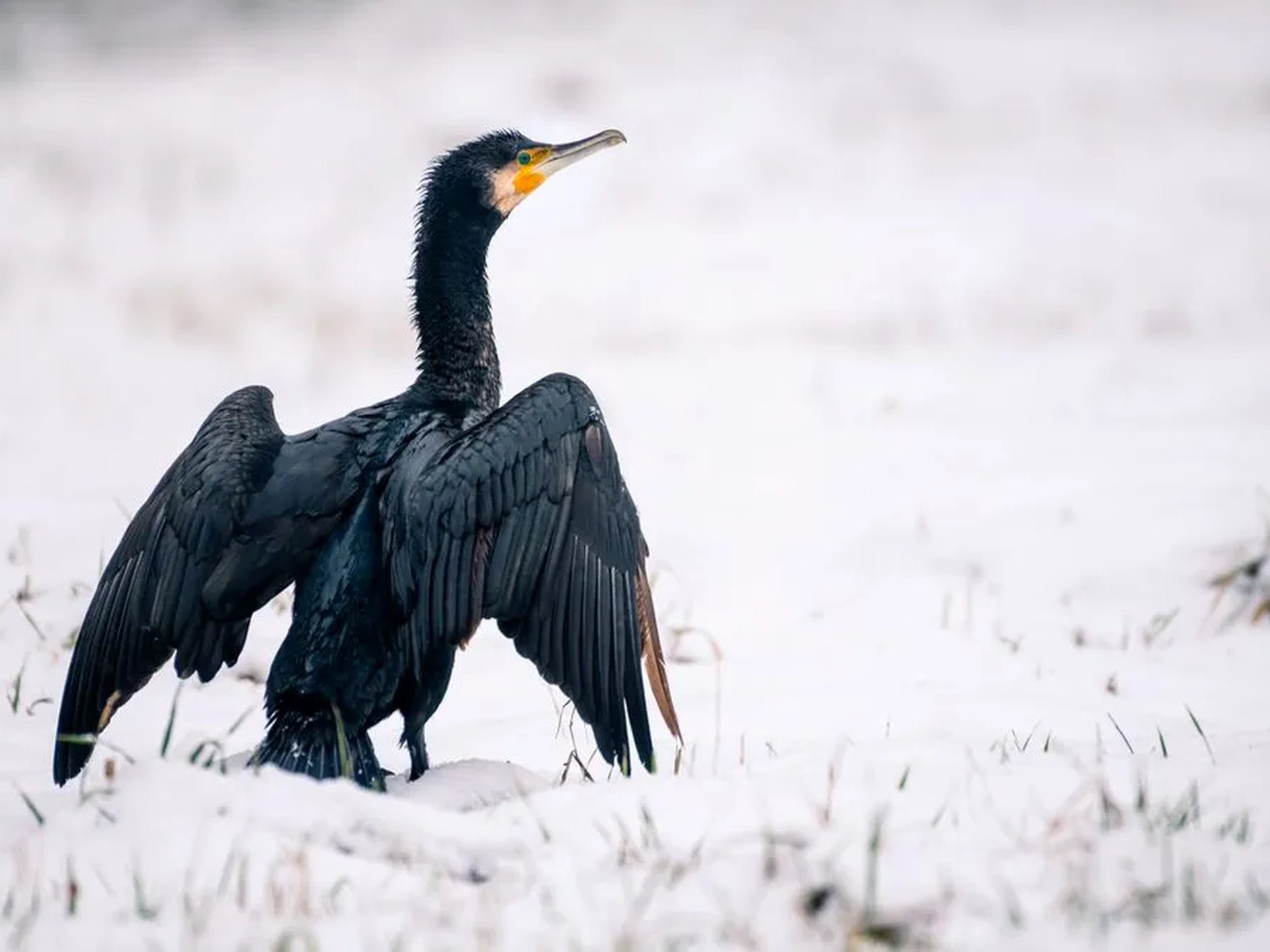 Ein Kormoran mit ausgebreiteten Flügeln steht im Schnee.