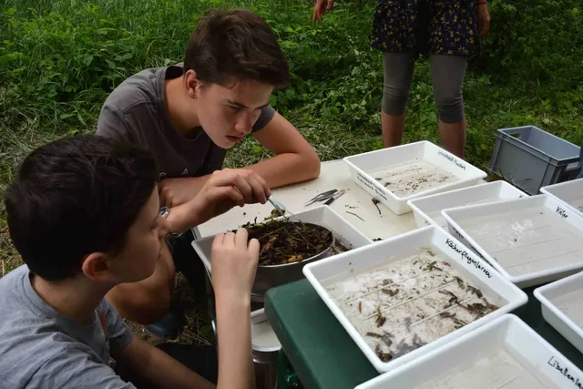 Zwei Jungen untersuchen draußen mit einer Pinzette Wasserproben und Kleintiere in weißen Schalen auf einem Tisch.