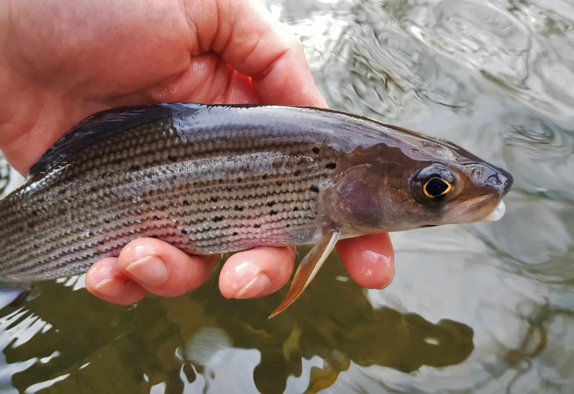 Eine Hand hält einen frisch gefangenen Fisch über der Wasseroberfläche.