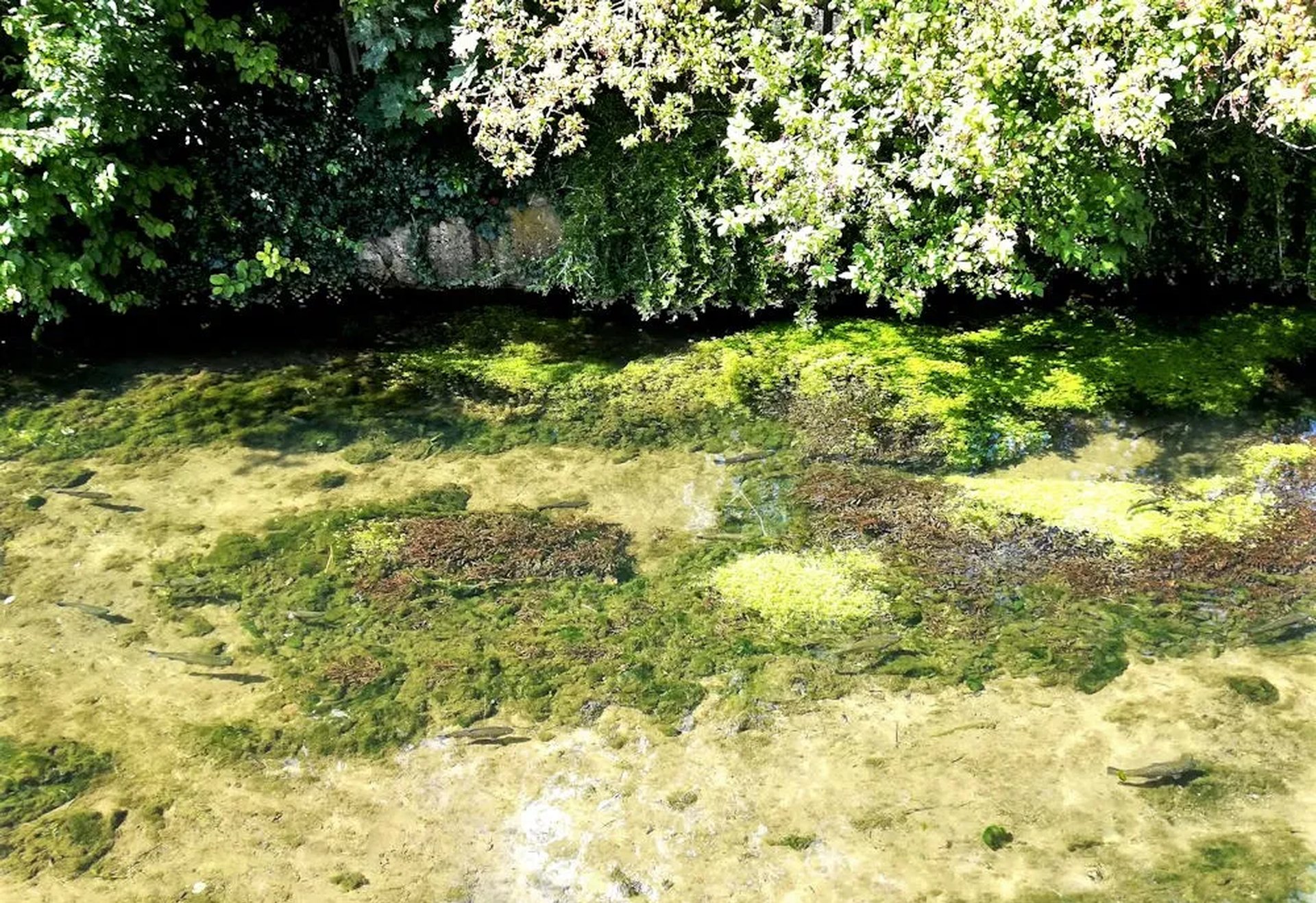 Ein klarer Bach mit grünem Wasserpflanzenbewuchs und überhängenden Bäumen am Ufer.
