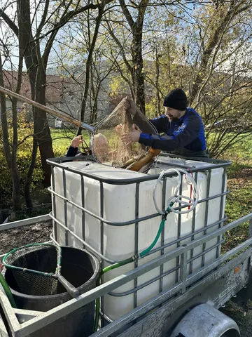 Ein Mann setzt mit einem Kescher große Fische in einen Wassertank auf einem Anhänger um.