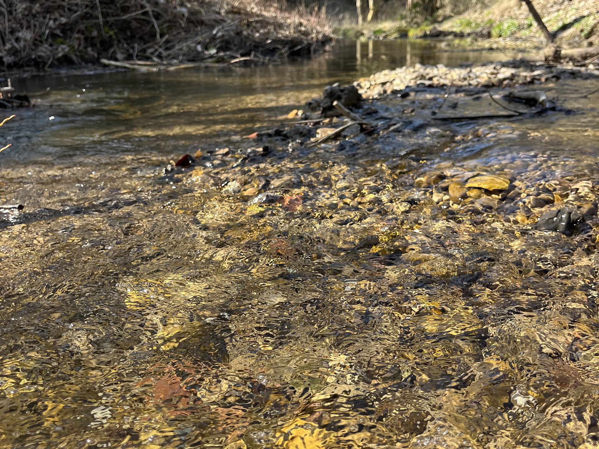 Flacher Bach mit klarem Wasser fließt durch eine naturbelassene Landschaft mit Bäumen und Gestrüpp im Sonnenlicht.