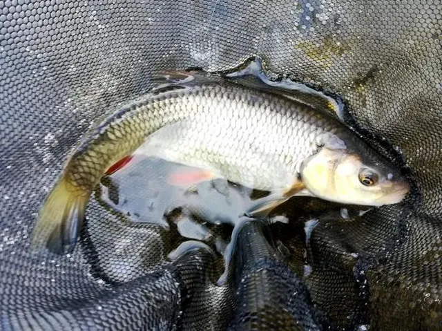 Ein gefangener Fisch liegt in einem nassen Kescher.