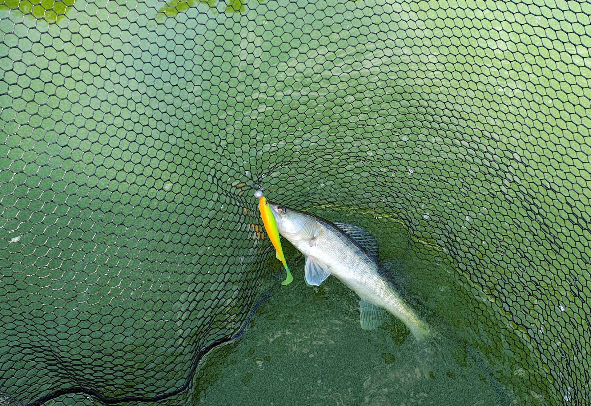 Ein kleiner Zander liegt im Kescher über grünlich klarem Wasser, der Köder hängt noch im Maul.