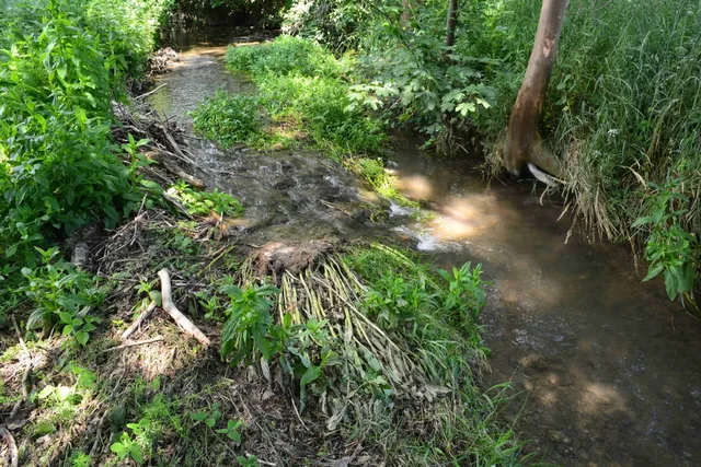 Ein kleiner Bach mit einem Biberbau aus Ästen und Zweigen, umgeben von dichter grüner Vegetation.