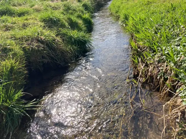 Ein schmaler Bach fließt durch grüne Wiesen im Sonnenschein.