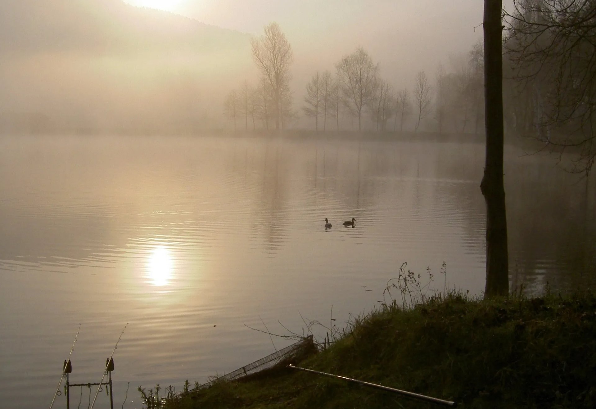 Nebliger See im Morgenlicht mit zwei Enten auf dem Wasser, Angelruten und Ausrüstung am Ufer, Bäume im Hintergrund.