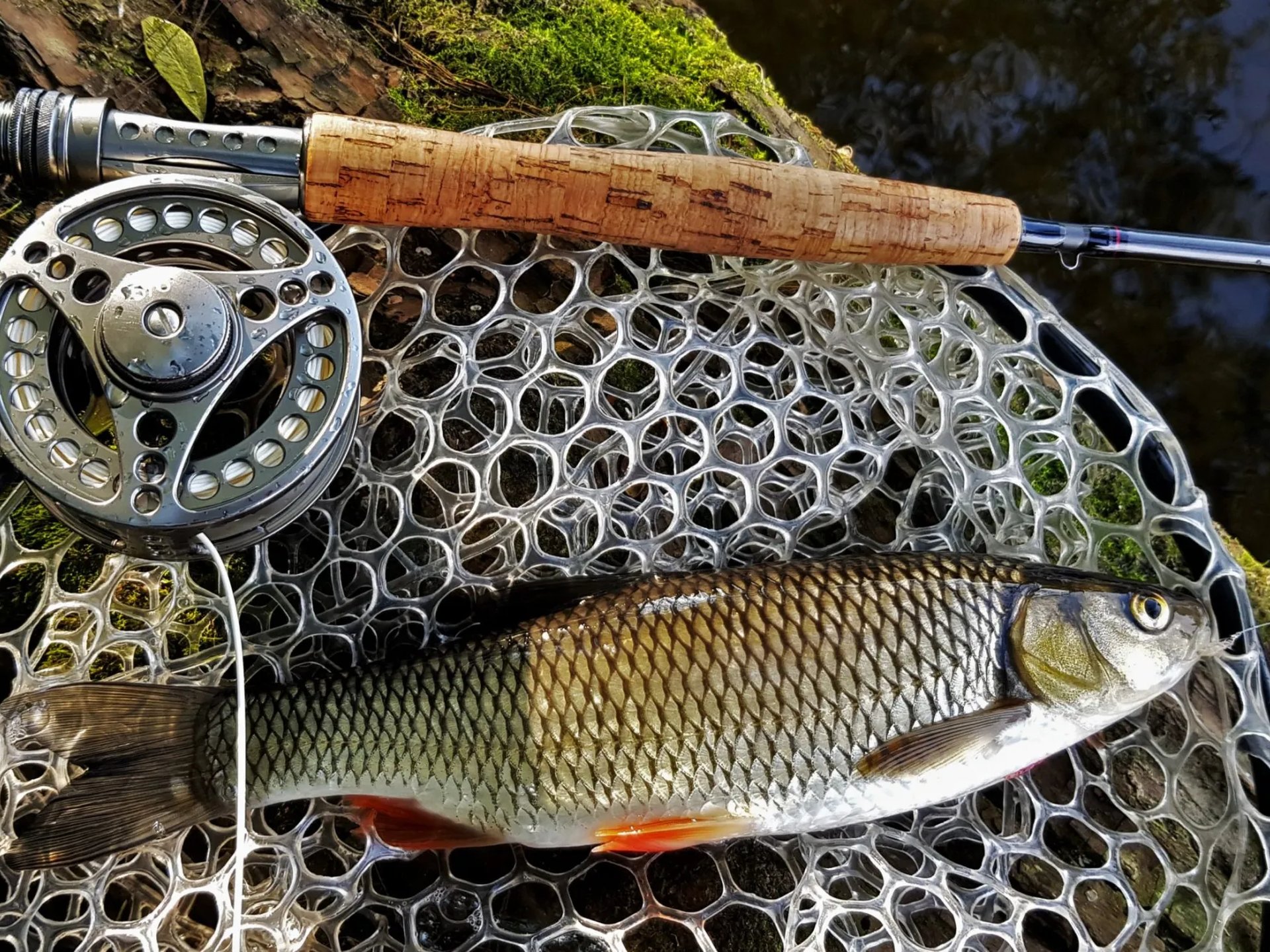 Eine gefangene Forelle liegt in einem Kescher neben einer Fliegenrute am Wasserufer.