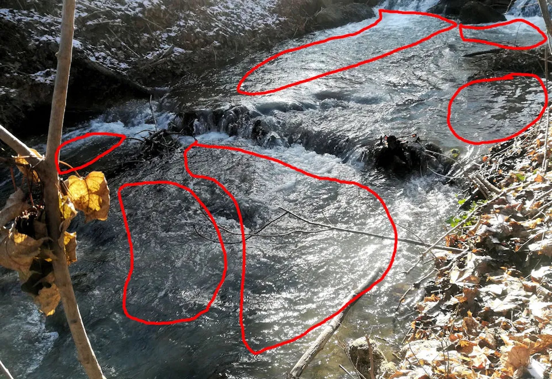 Ein Bach fließt durch eine Landschaft mit herbstlichem Laub am Ufer; mehrere Bereiche des Wassers sind rot umrandet.