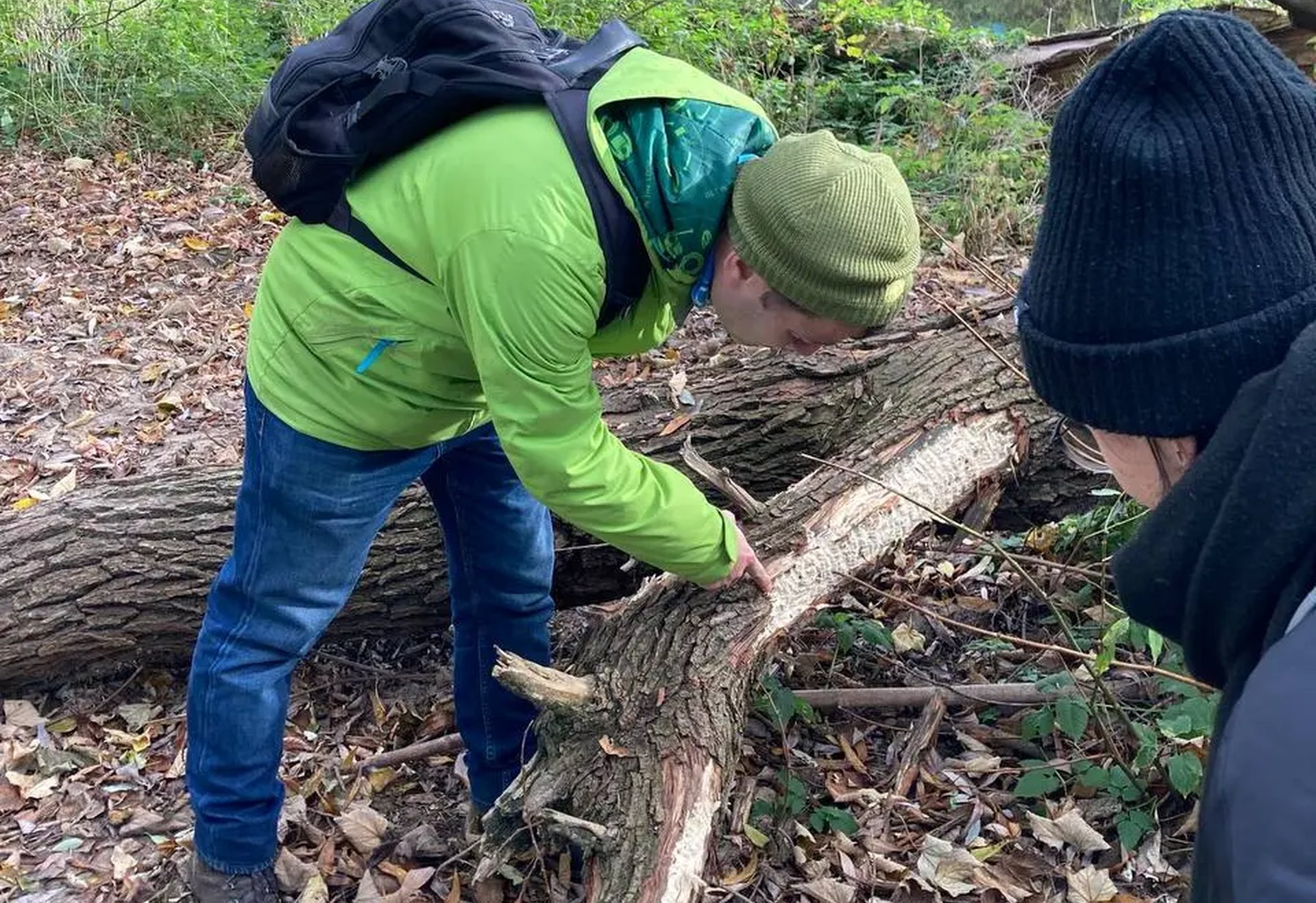 Eine Person in grüner Jacke und grüner Mütze untersucht einen umgestürzten Baum im Wald, während eine weitere Person zuschaut.