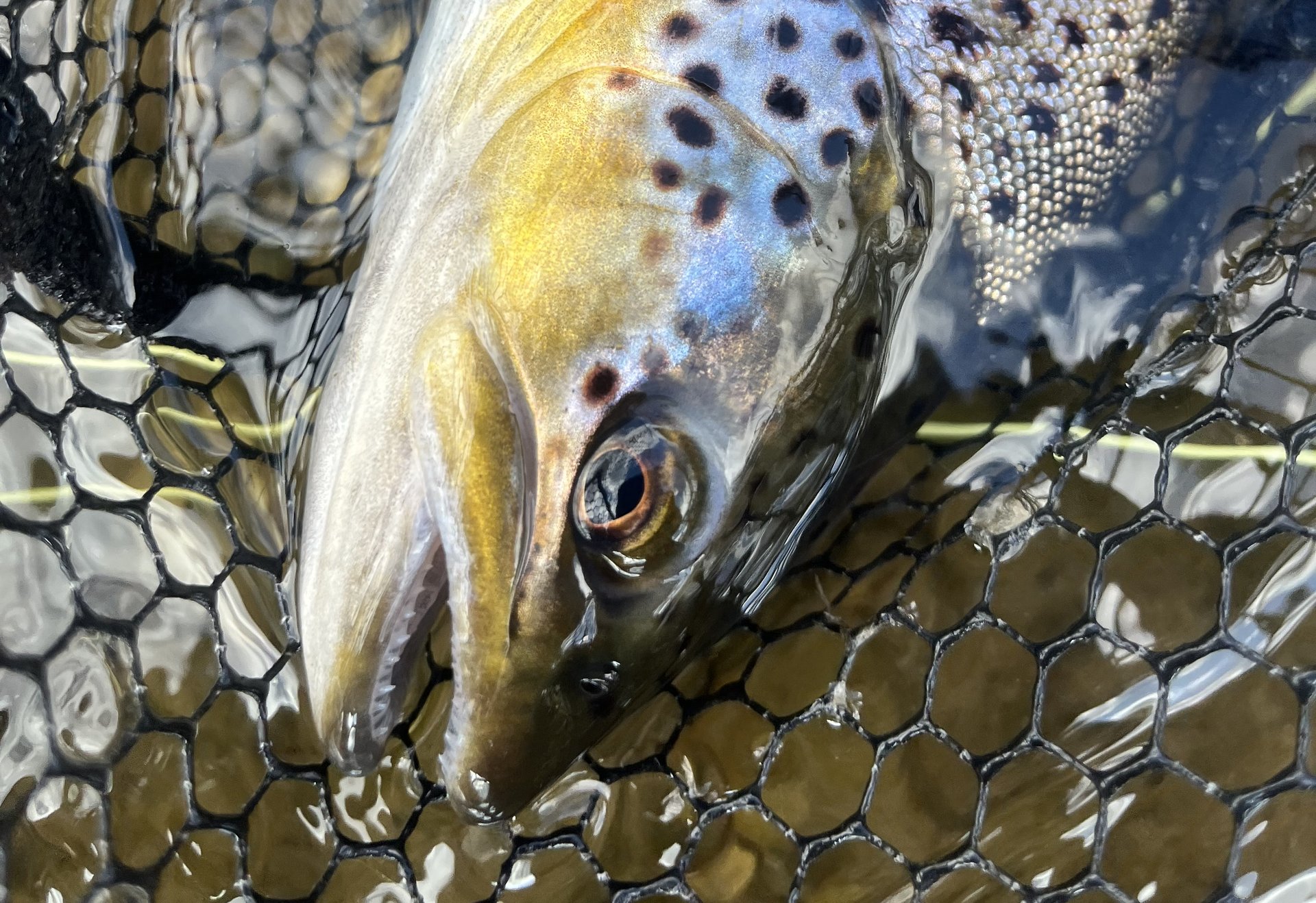 Eine Bachforelle liegt schonend im Kescher im Wasser – gut erkennbar sind die typischen Punkte und die goldene Färbung am Kopf.