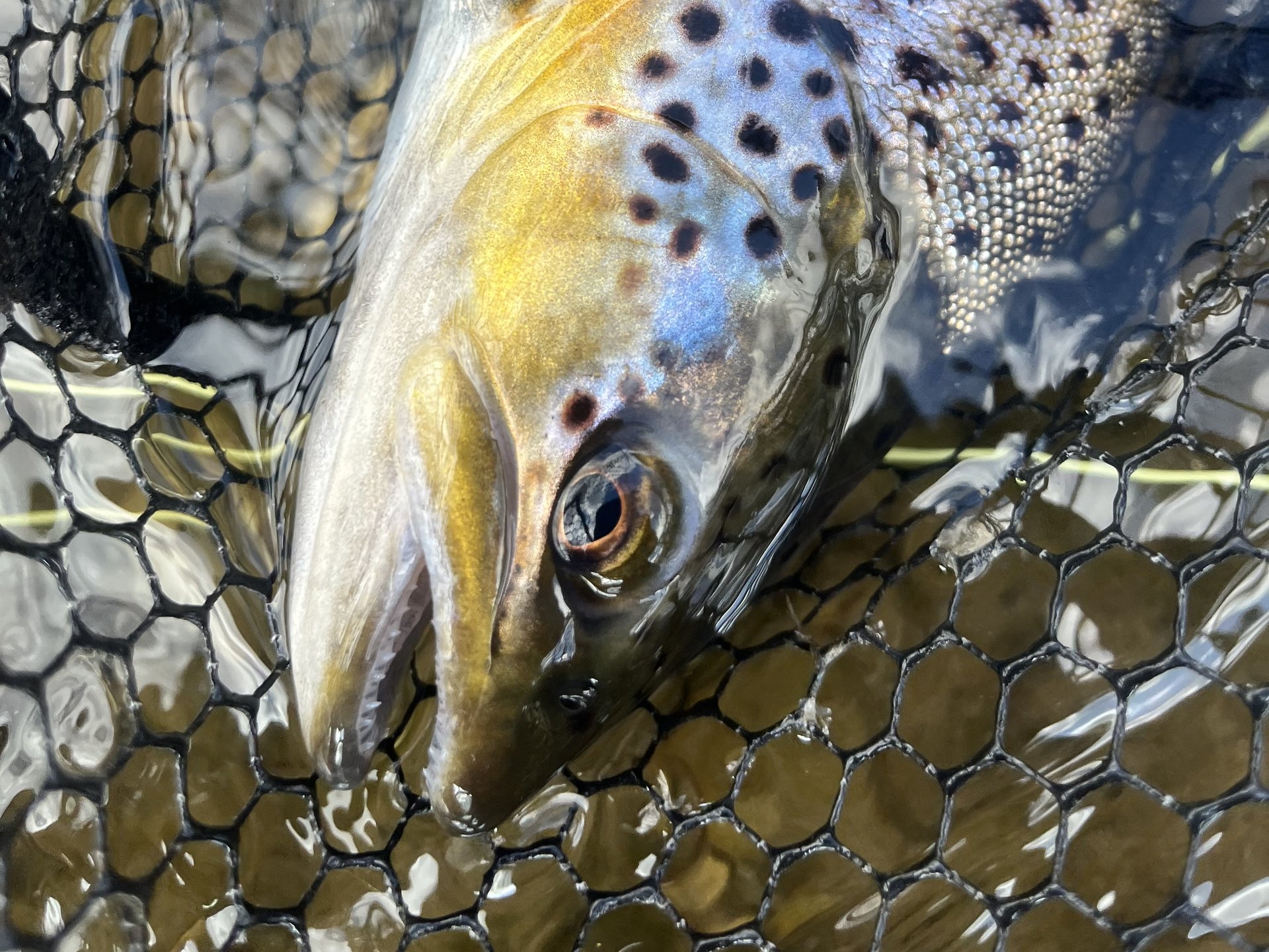 Eine Bachforelle liegt schonend im Kescher im Wasser – gut erkennbar sind die typischen Punkte und die goldene Färbung am Kopf.