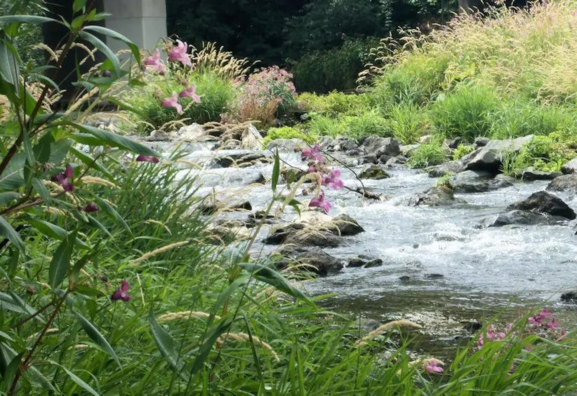 Ein Bach mit fließendem Wasser, umgeben von grünen Pflanzen und rosa Blüten.