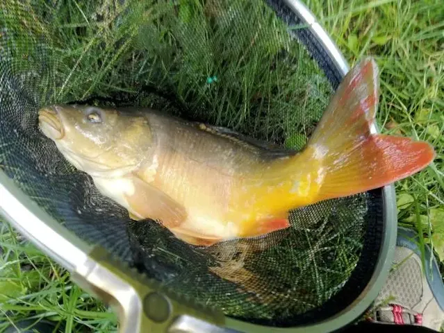 Ein goldgelber Fisch liegt in einem Kescher auf grünem Gras.