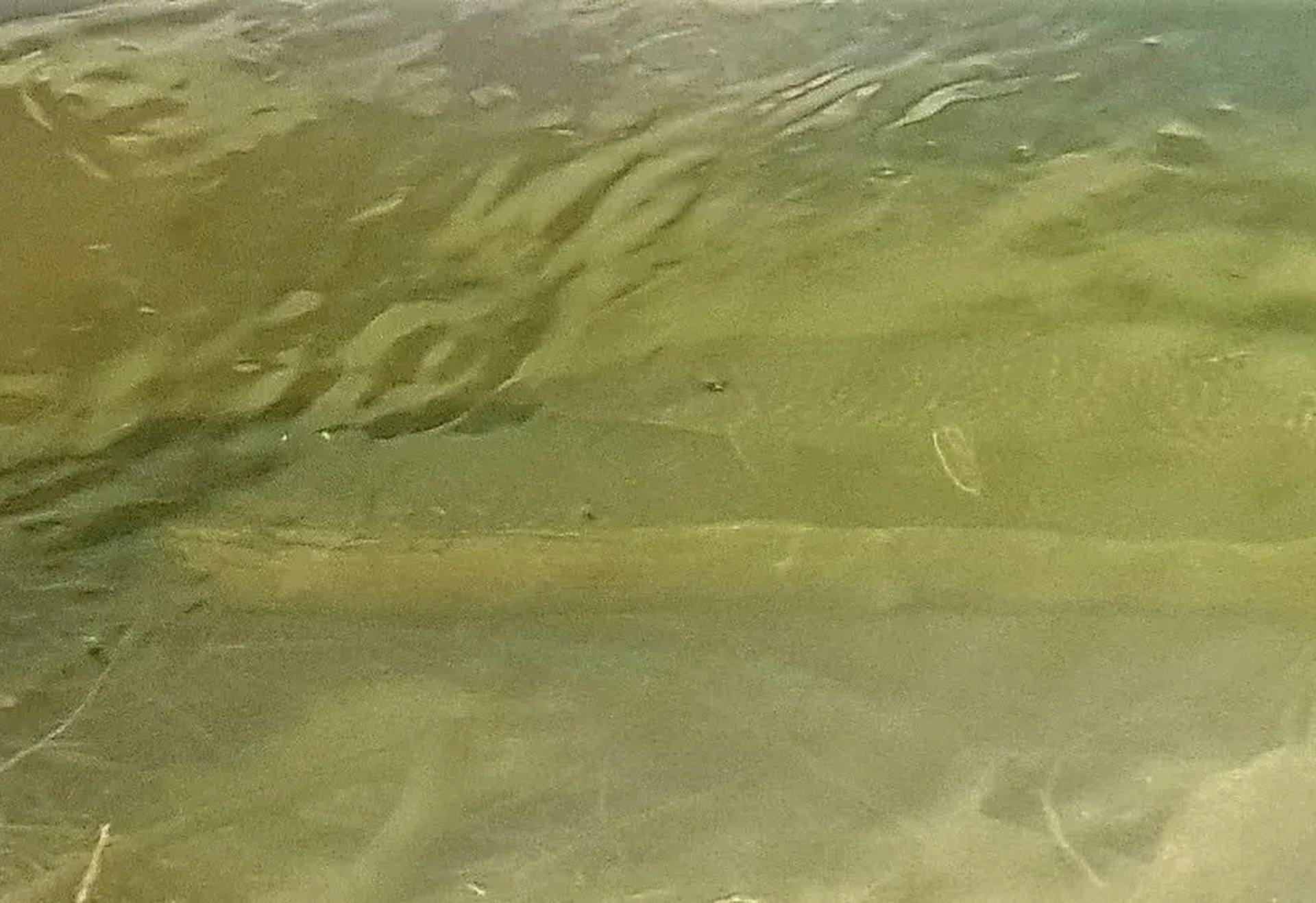 Zwei Fische schwimmen unter der Wasseroberfläche in einem klaren Gewässer.