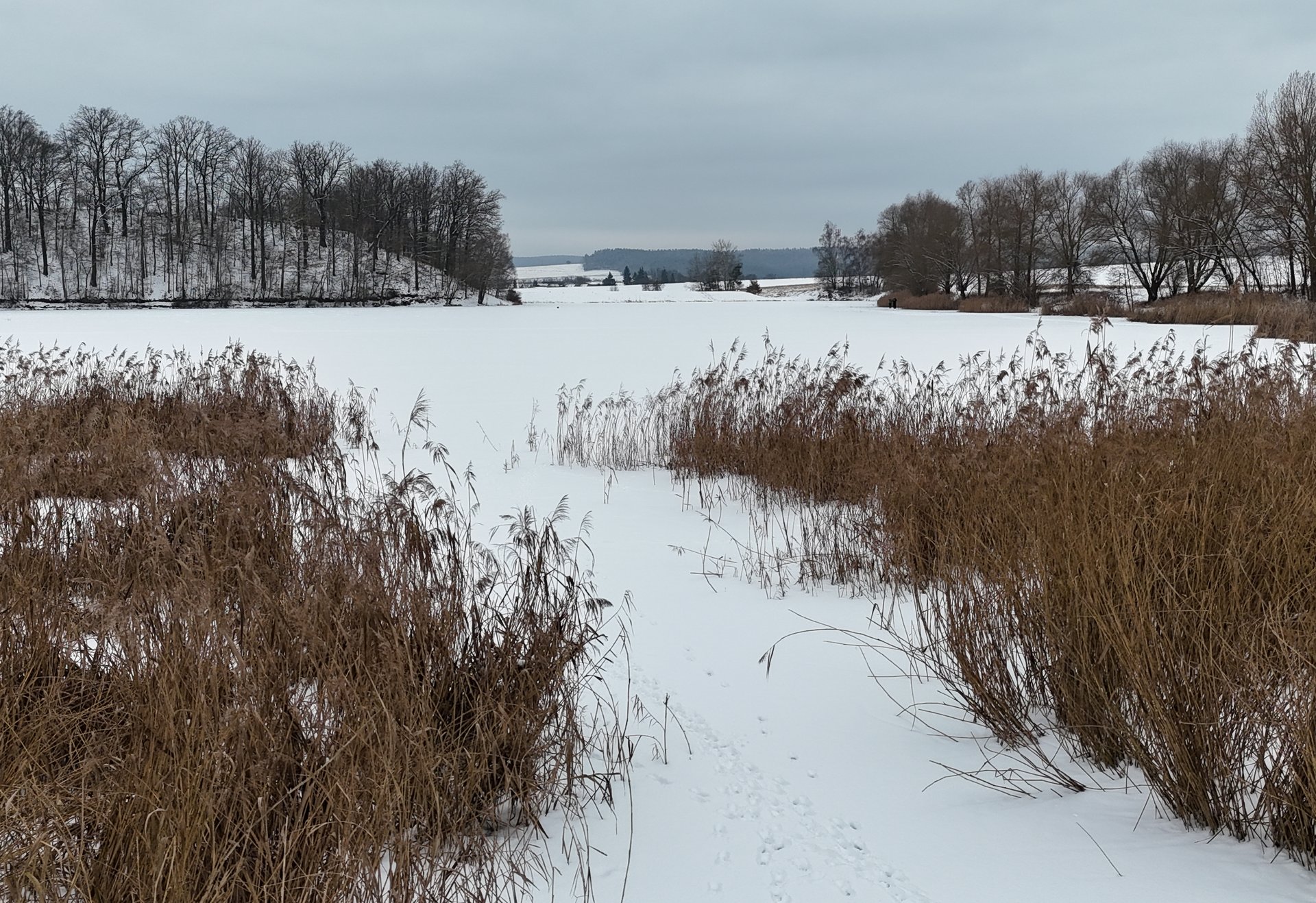 Schneespur zwischen Schilf auf dem zugefrorenen Stausee Podelsatz bei Stadtroda.