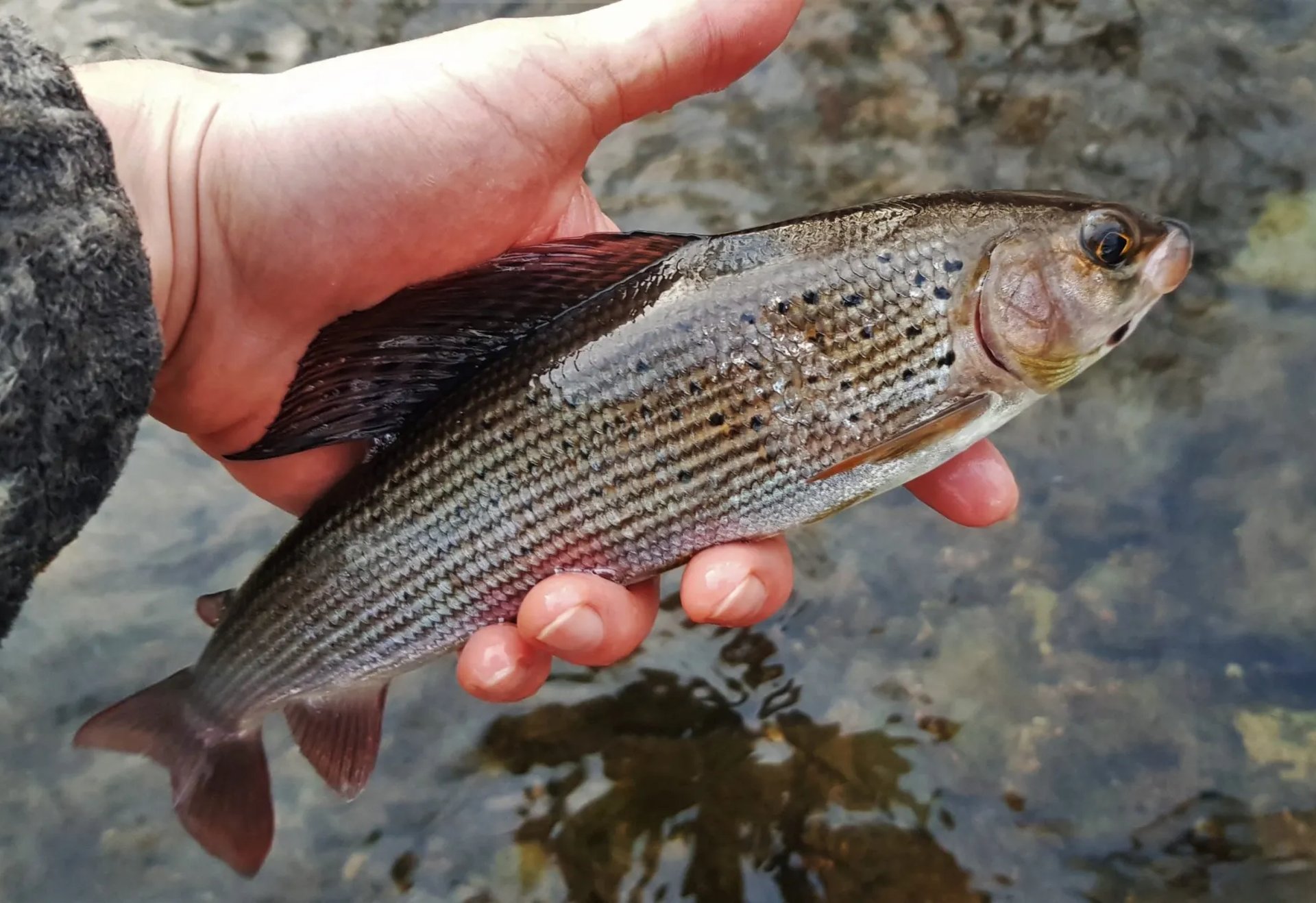 Eine Hand hält einen frisch gefangenen Fisch über dem Wasser.