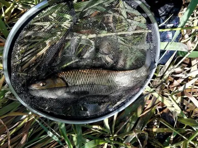 Ein gefangener Fisch liegt in einem Kescher auf Gras.