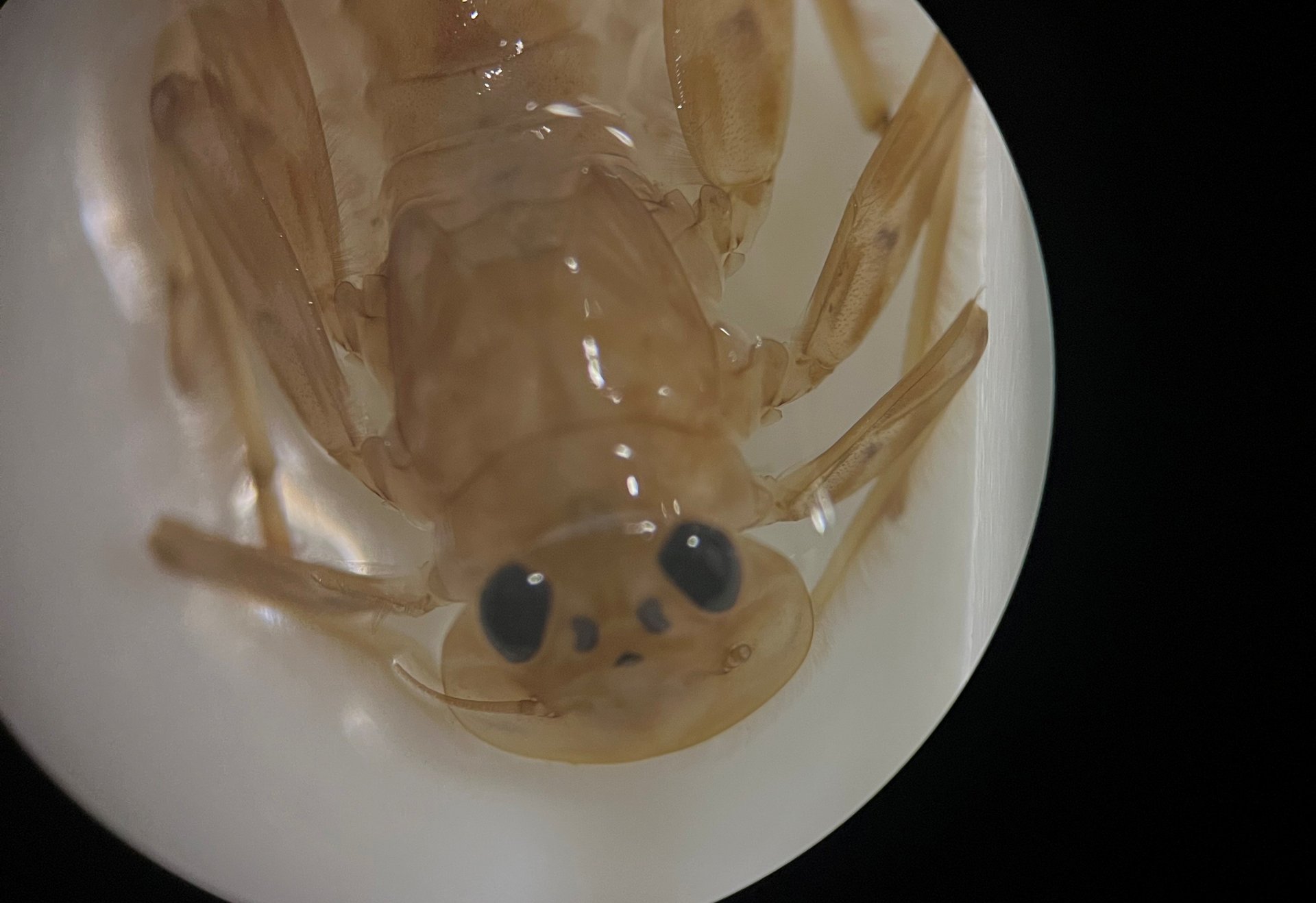 Nahaufnahme eine Eintagsfliegenlarve unter einem Binokular.