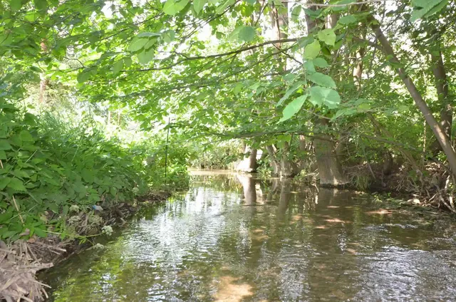 Ein schmaler Bach fließt durch einen dichten, grünen Wald mit viel Laub und Sonnenlicht.