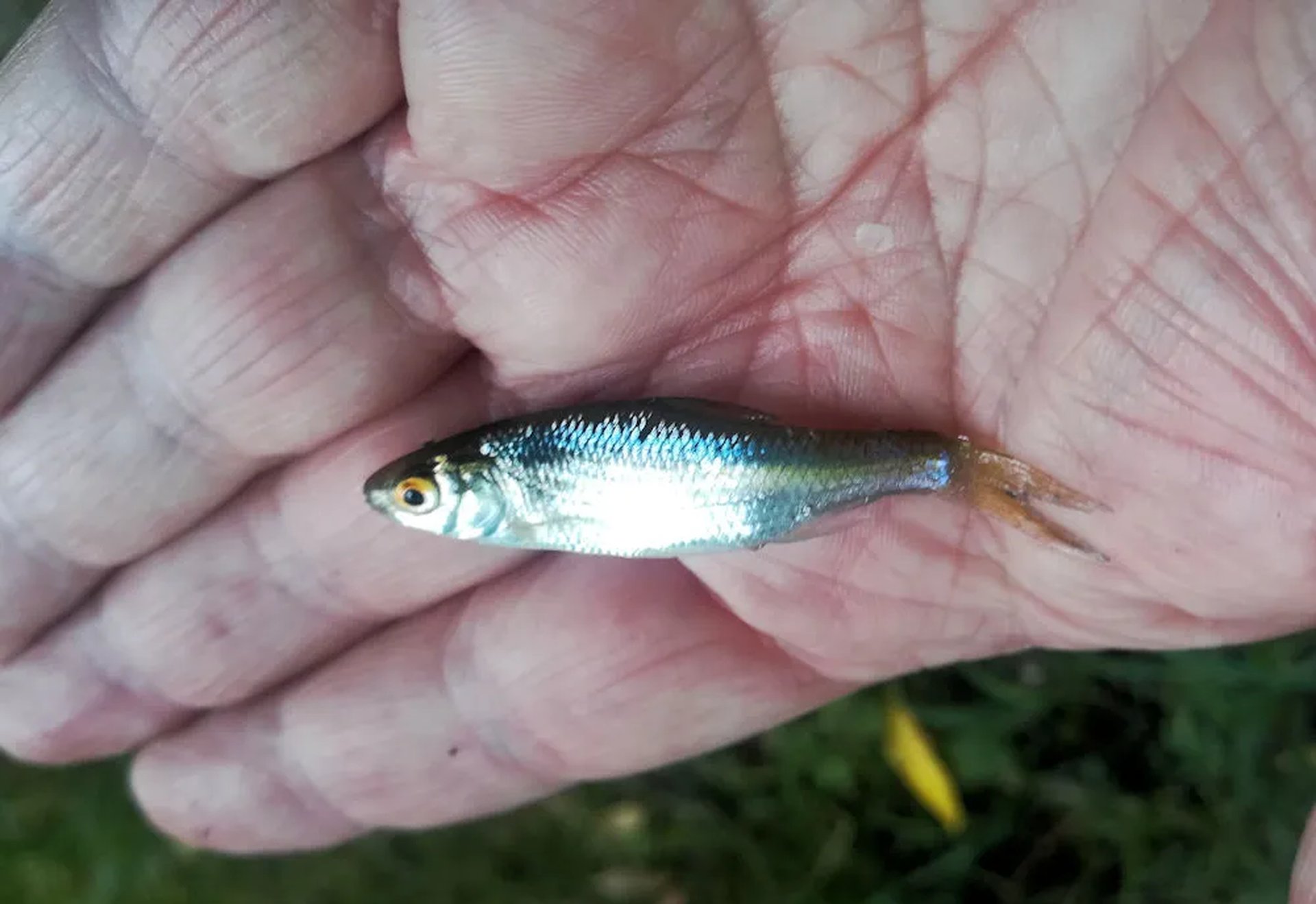 Eine kleine silberne Fisch liegt auf der offenen Hand einer Person.