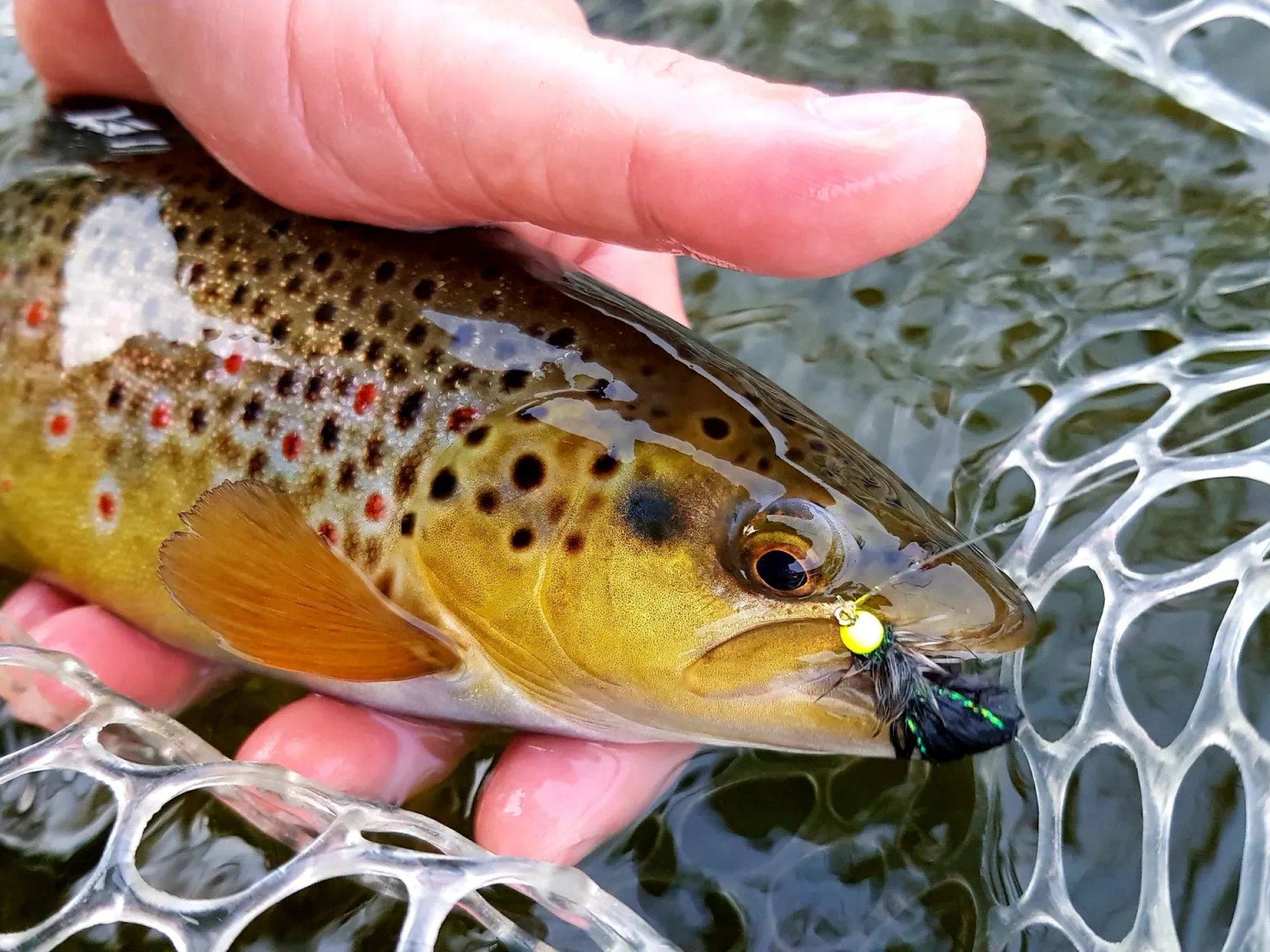 Eine Hand hält eine Bachforelle mit Fliegenköder im Maul über einem Kescher im Wasser.