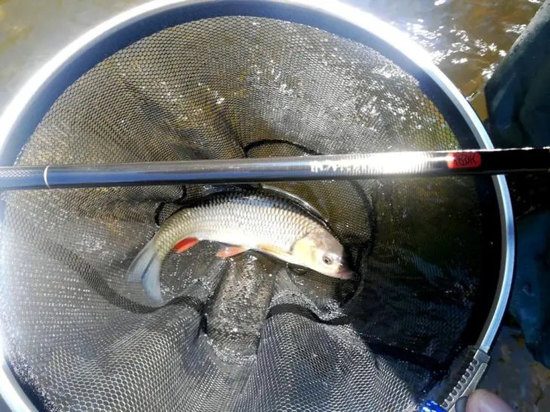 Ein Fisch liegt in einem Kescher mit einem Angelstab darüber, das Ganze befindet sich über Wasser.