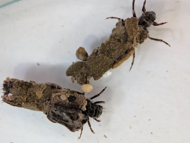 Zwei Insekten, die mit Erde und kleinen Steinchen bedeckt sind, liegen auf einer weißen Oberfläche.