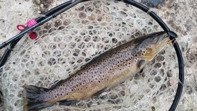 Eine gefangene Forelle liegt in einem Kescher auf einem Steinuntergrund.