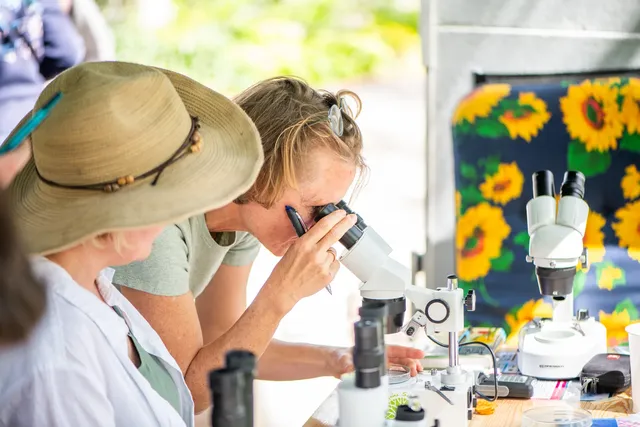 Zwei Frauen betrachten etwas durch Mikroskope an einem Tisch im Freien.
