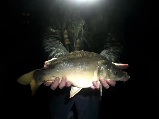 Eine Person hält im Dunkeln einen Karpfen in beiden Händen, beleuchtet von einer starken Lichtquelle.