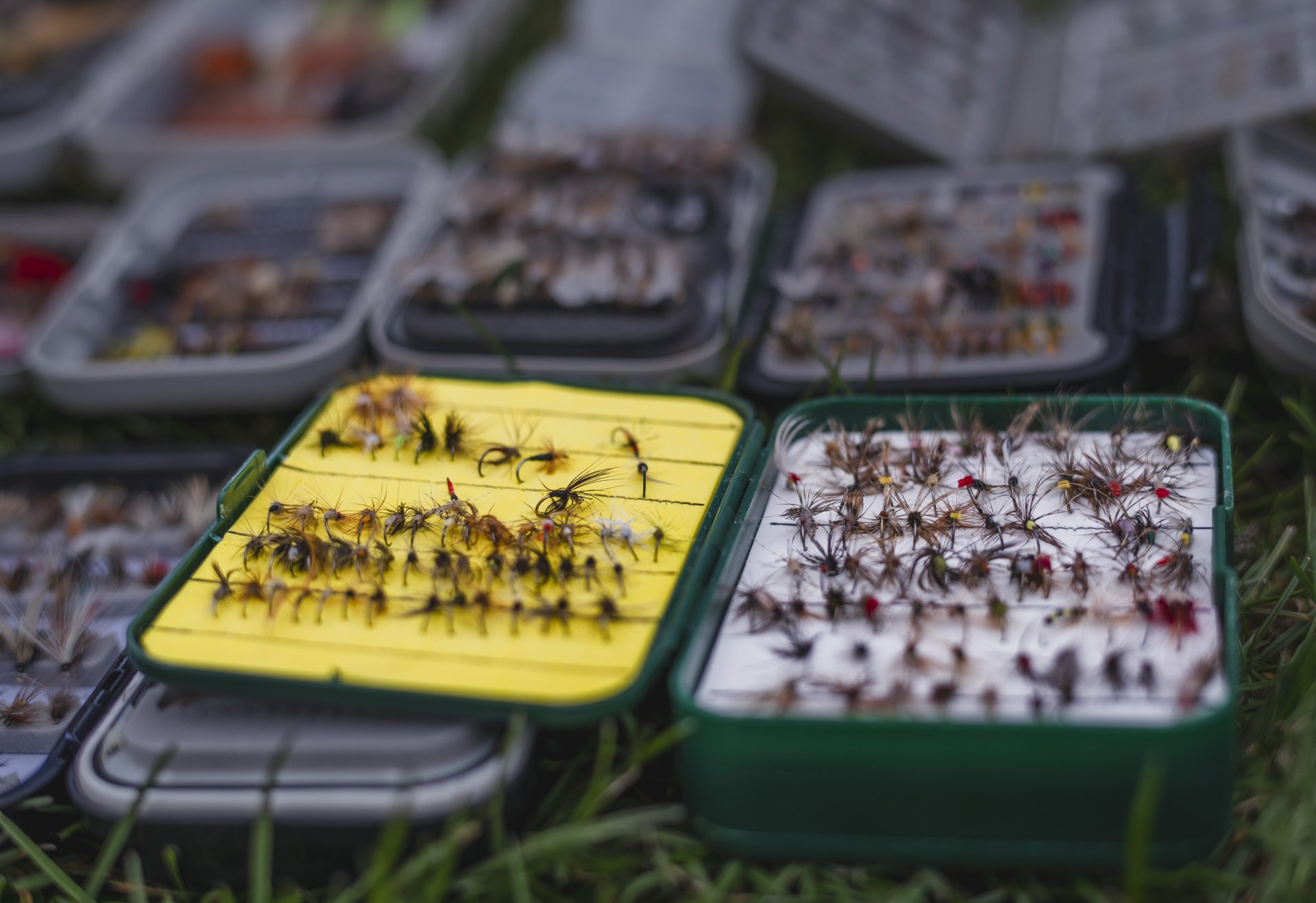 Fliegen in Boxen auf der Wiese