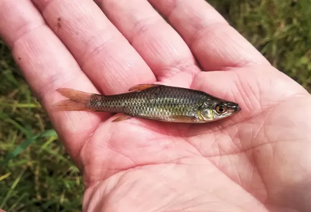 Eine kleine, silbrig-braune Fisch liegt auf der geöffneten Hand einer Person.