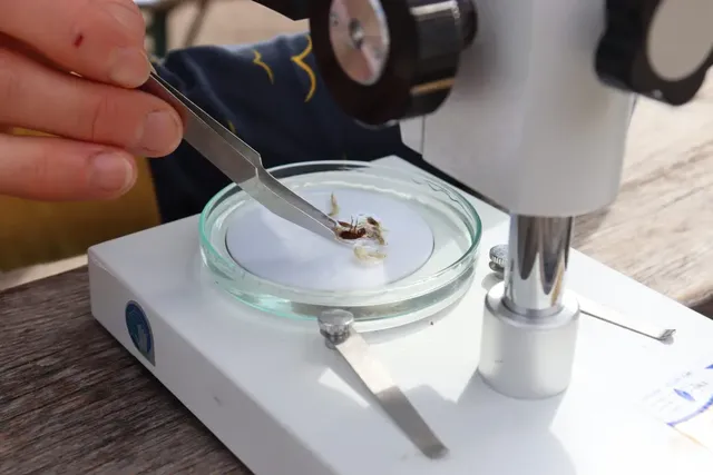 Eine Person untersucht ein Insekt in einer Petrischale unter dem Mikroskop und hält es mit einer Pinzette fest.