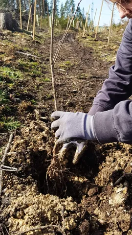 Person mit Handschuhen pflanzt einen kleinen Baumsetzling in den Boden.