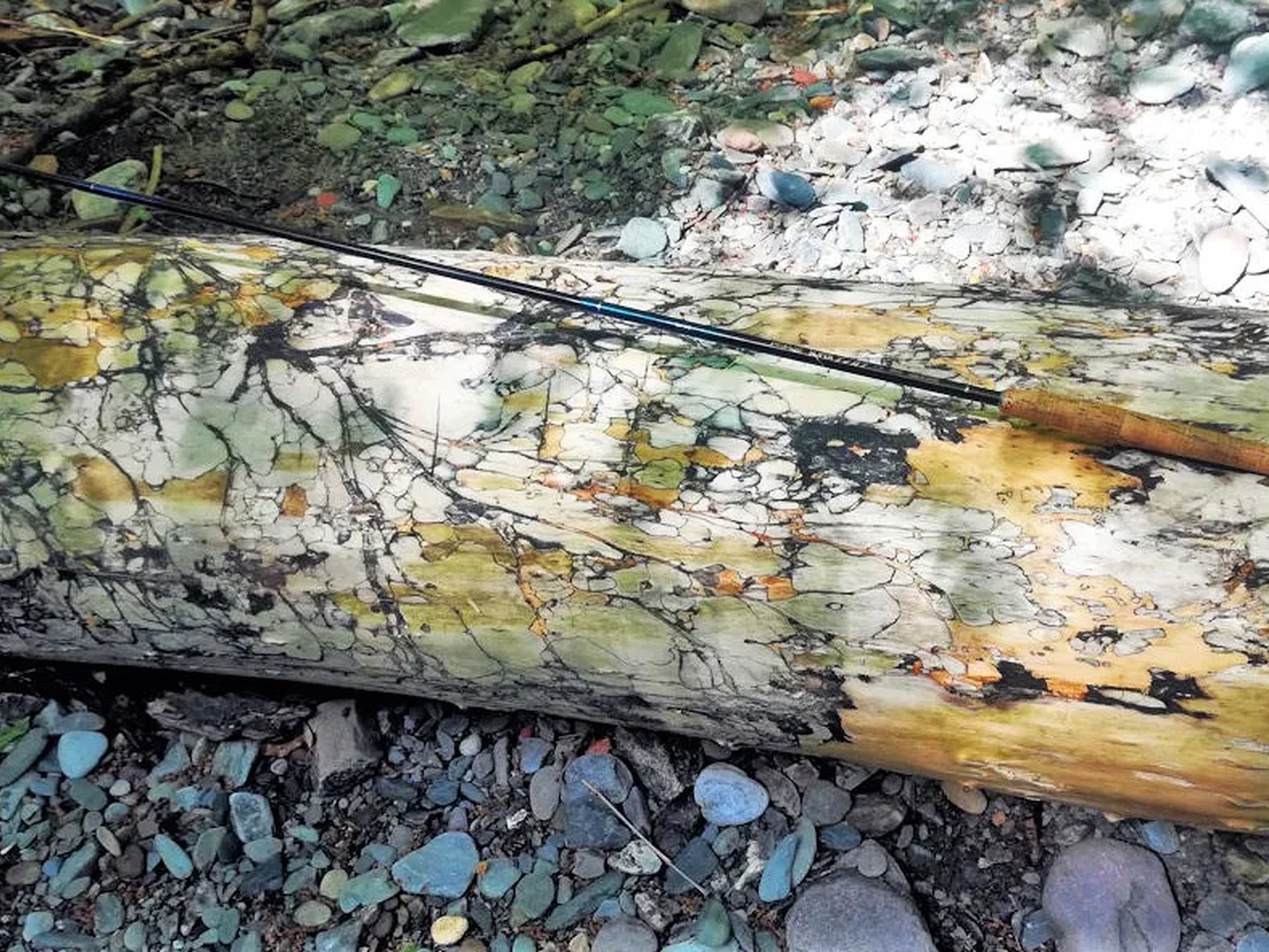 Eine Angelrute liegt auf einem moosbedeckten, gefallenen Baumstamm im Wald.