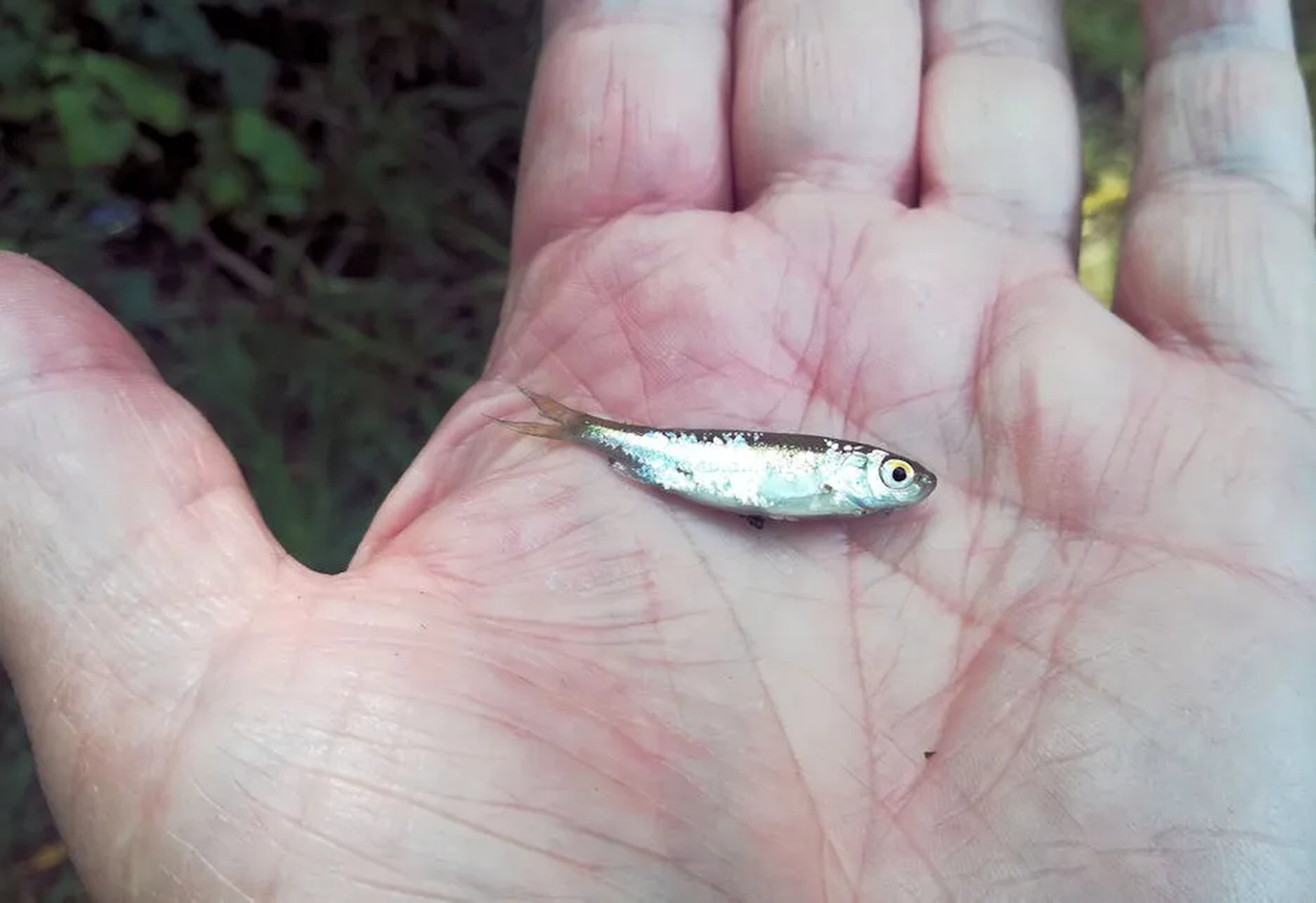 Eine kleine silberne Fisch sitzt auf einer geöffneten Handfläche.