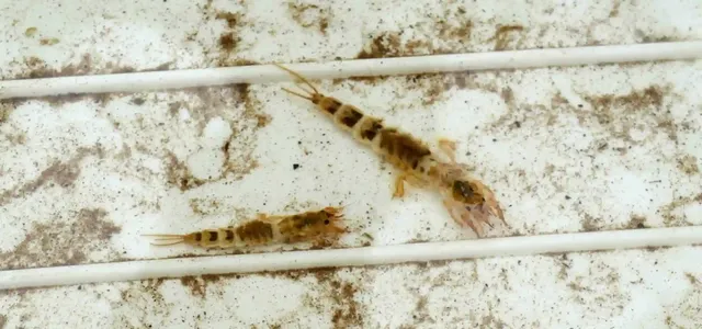 Zwei kleine, braun gemusterte Krebstiere liegen auf einer sandigen, mit weißen Linien durchzogenen Oberfläche.