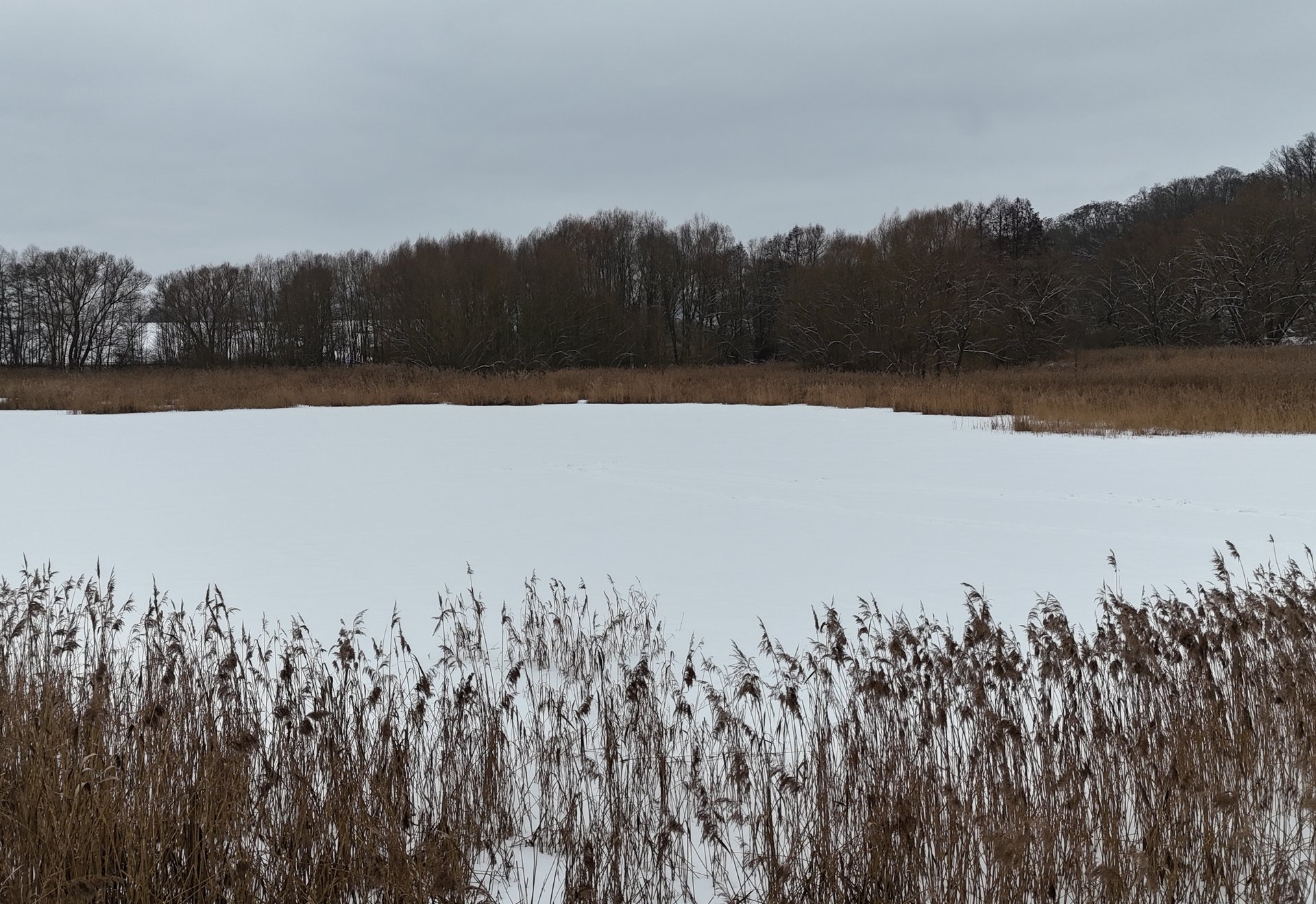 Zugefrorener Podelsatz mit Schilfgürtel und winterlichem Wald bei Stadtroda.