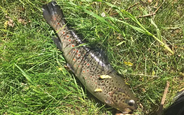 Eine Forelle liegt auf grünem Gras.