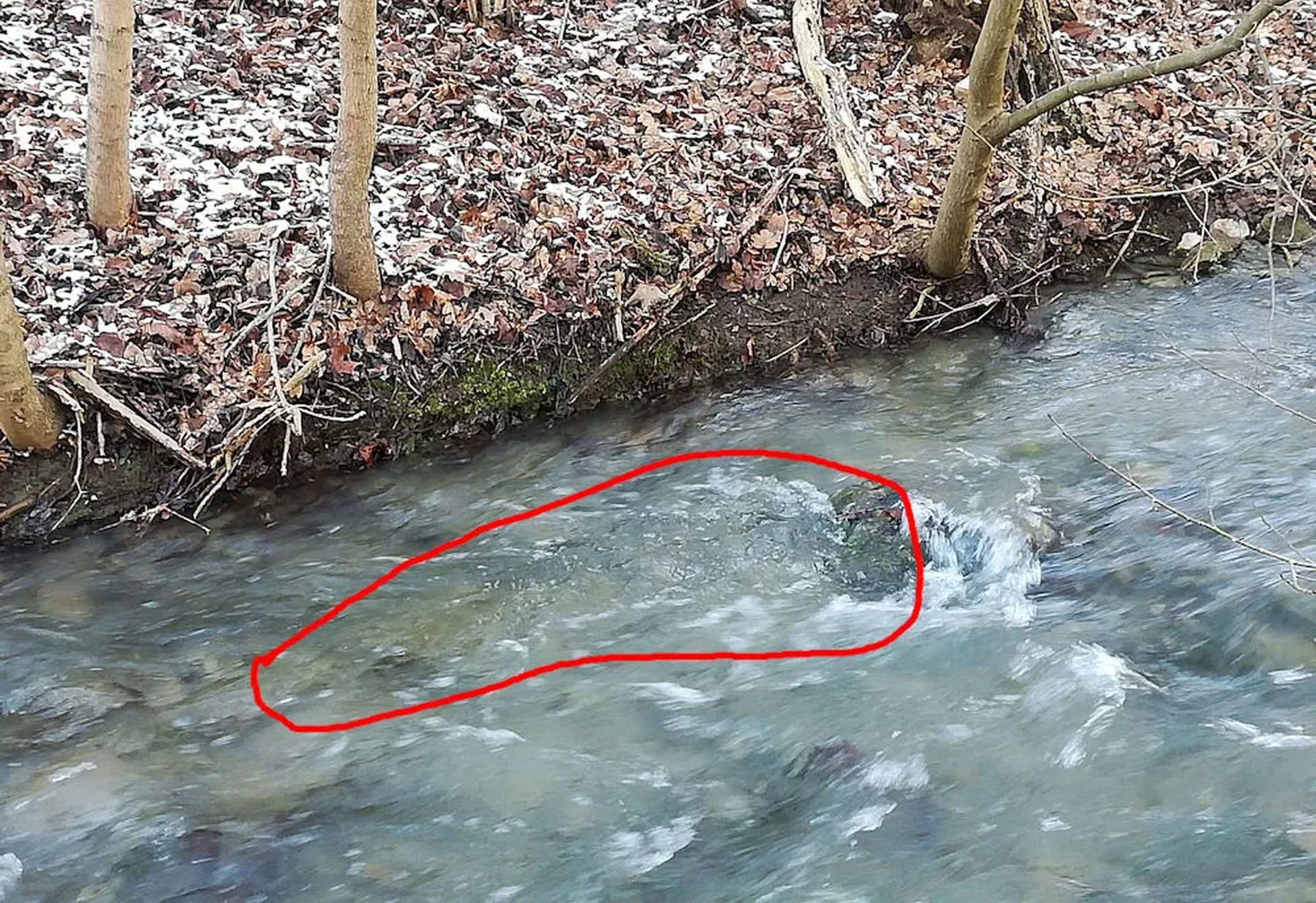 Ein kleiner Bach mit klarem Wasser, entlang eines bewaldeten Ufers; ein Bereich im Wasser ist mit einer roten Linie markiert.