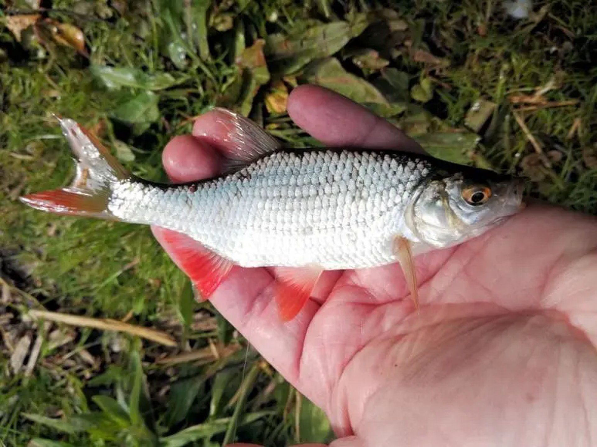 Eine Hand hält einen kleinen silbernen Fisch mit roten Flossen über grasigem Untergrund.