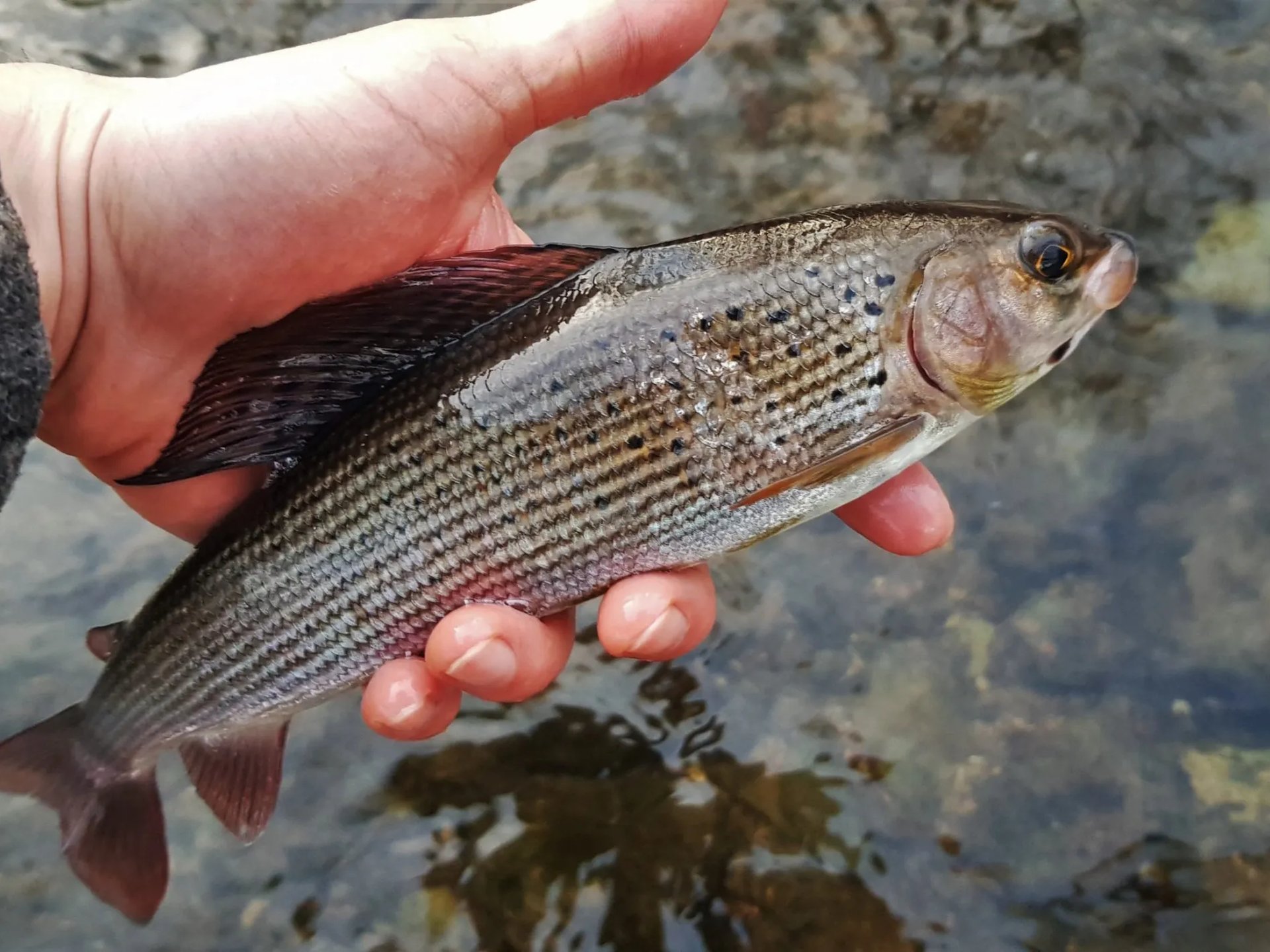 Eine Person hält einen kleinen Fisch mit auffälliger Rückenflosse über klarem Wasser.
