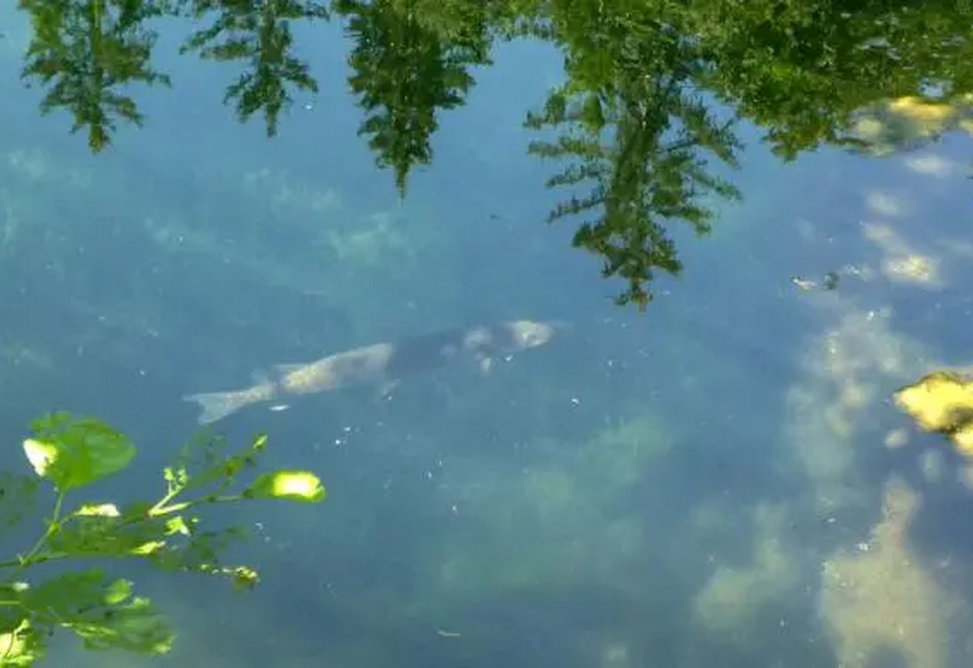 Ein Fisch schwimmt in klarem Wasser, Bäume spiegeln sich auf der Wasseroberfläche.