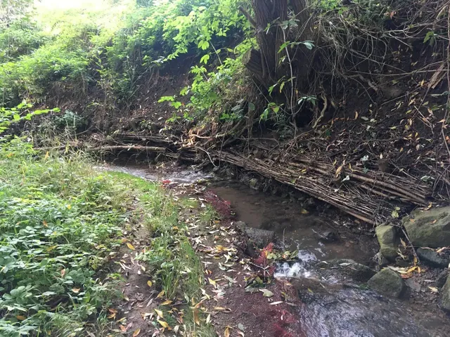 Ein schmaler Bach fließt durch eine grüne, bewachsene Landschaft mit einem kleinen, aus Ästen gebauten Wall am Ufer.